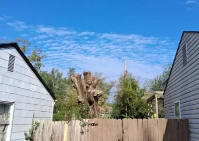 Affordable Tree Trimming