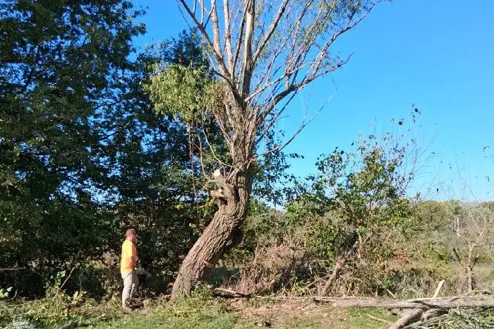 Tree Company in Lee's Summit, MO