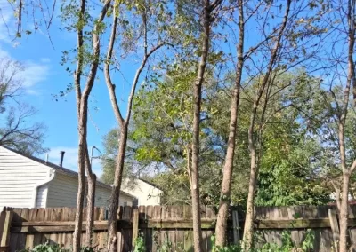 Tree Maintenance (10)