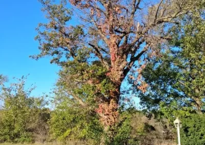Tree Maintenance (11)