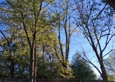 Tree Maintenance (13)