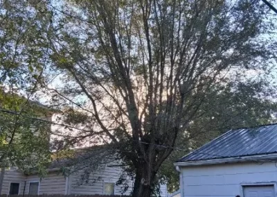 Tree Maintenance (14)