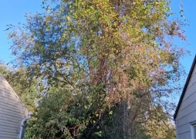 Tree Maintenance (15)