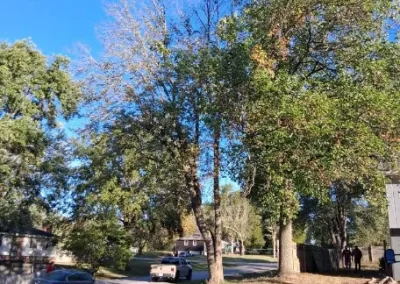 Tree Maintenance (17)