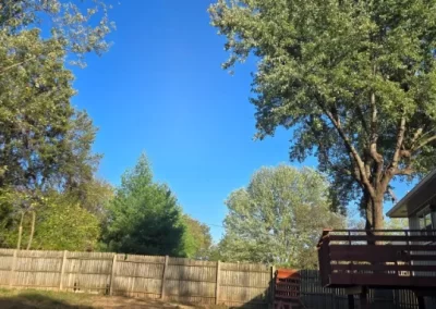 Tree Maintenance (19)