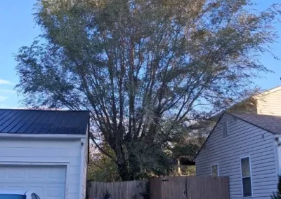 Tree Maintenance (2)