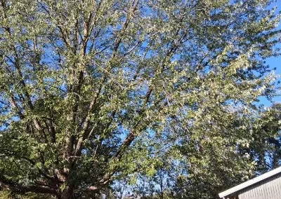 Tree Maintenance (20)