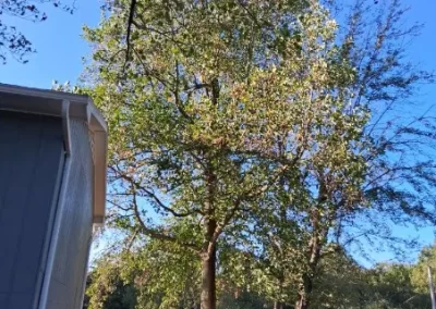 Tree Maintenance (21)