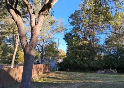 Tree Maintenance (22)