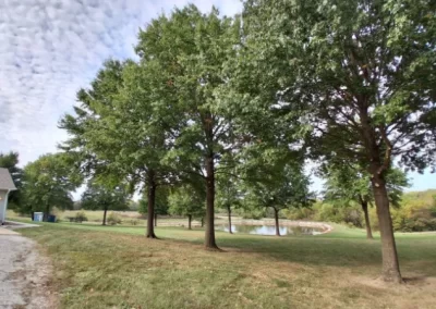 Tree Maintenance (4)