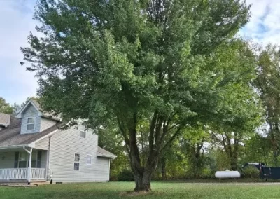 Tree Maintenance (5)