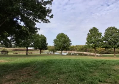 Tree Maintenance (7)