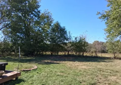 Tree Maintenance (8)