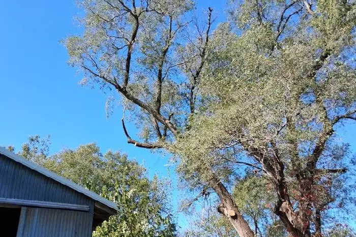 Tree Trimming