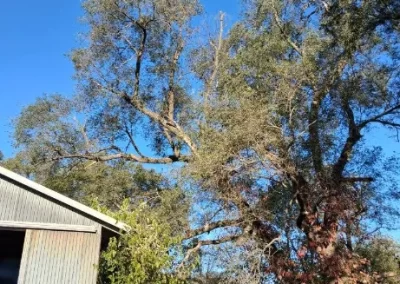 Trusted Tree Trimming